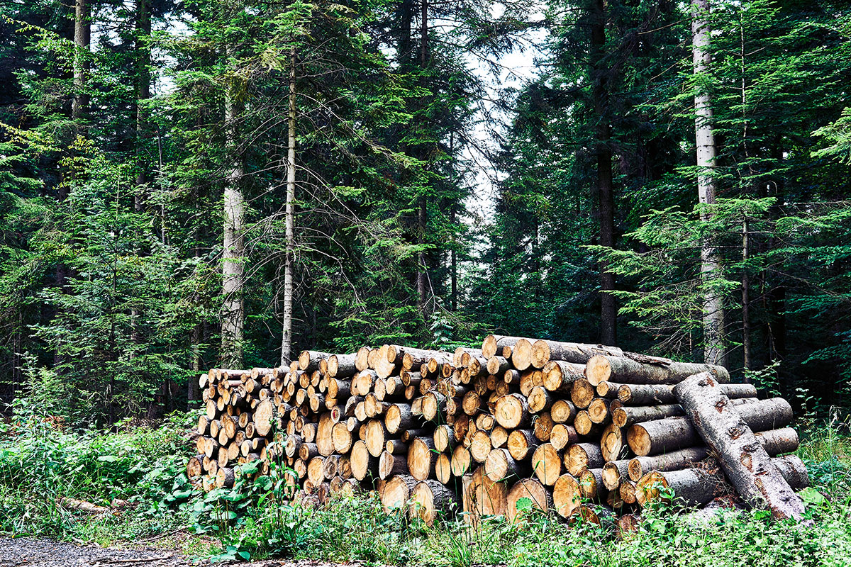 Zagnańsk Okolica Kompleks Świętokrzyska Polana Zagnańsk Okolica Kompleks Świętokrzyska Polana
