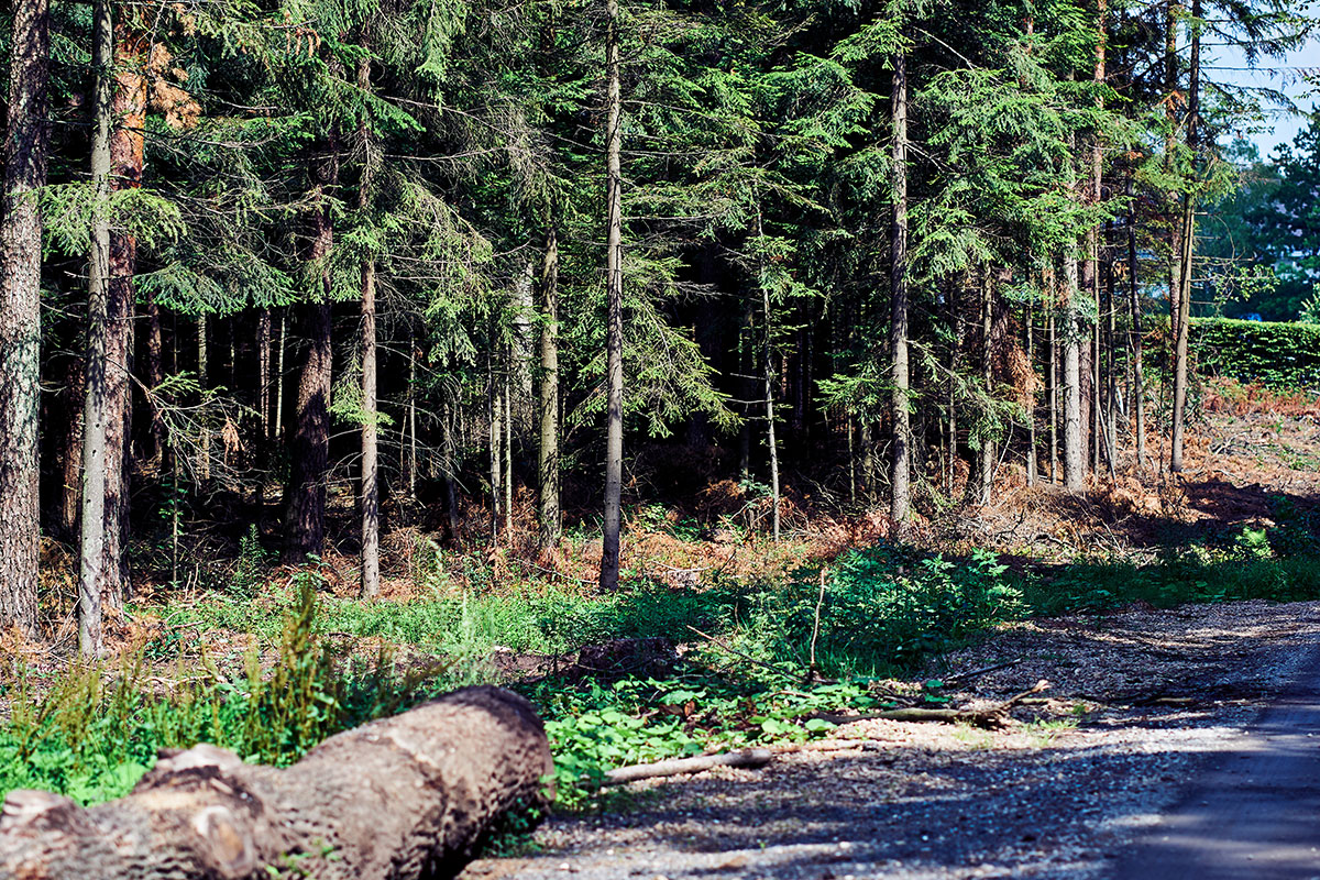 Zagnańsk Okolica Kompleks Świętokrzyska Polana Zagnańsk Okolica Kompleks Świętokrzyska Polana